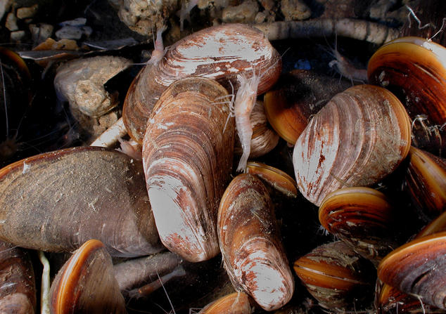 Tire Particles in Shrimp