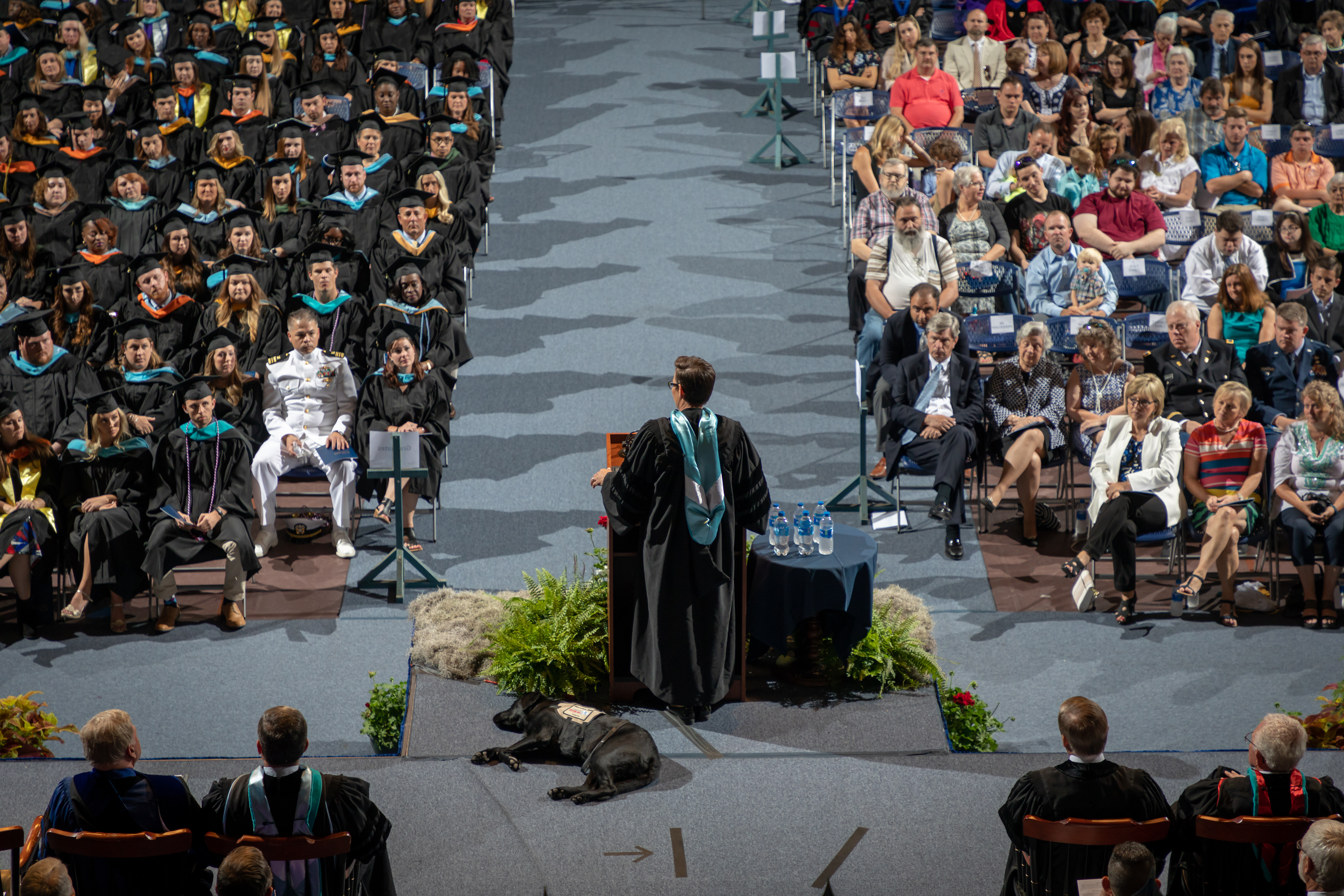 Charlie a black lab and the support dog to The Citadel Graduate College Commencement speaker Stacey Pearsall, gets in a nap during the address May, 5, 2018.