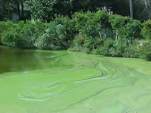 Toxic algal bloom