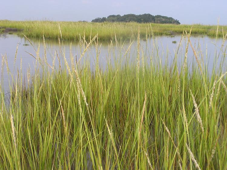 Spartina grass, courtesy of Danny Gustafson, Ph.D.