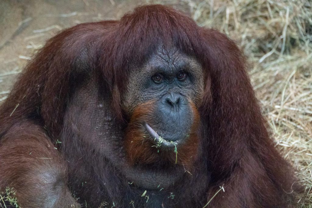 Orangutan Lucy at the zoo's Great Ape House