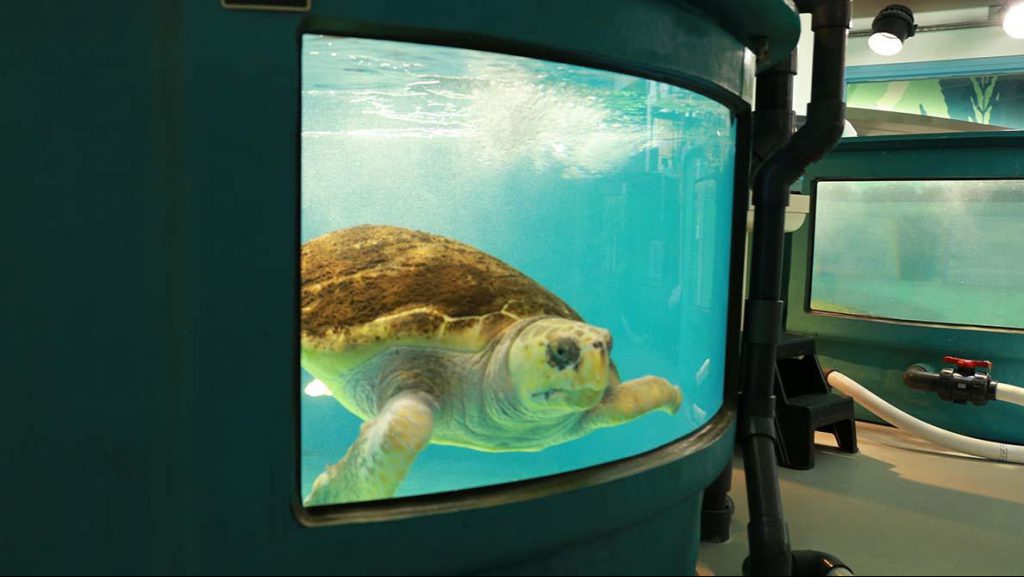 Voldemort, a loggerhead being treated at the South Carolina Aquarium's Sea Turtle Hospital (Courtesy: Victoria Hansen, SC Public Radio)