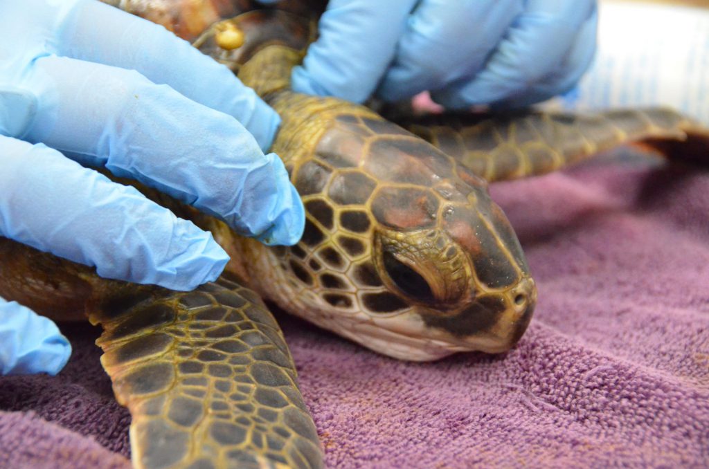 Zazu, a green sea turtle found with a belly full of plastic Courtesy: South Carolina Aquarium (Courtesy: South Carolina Aquarium)
