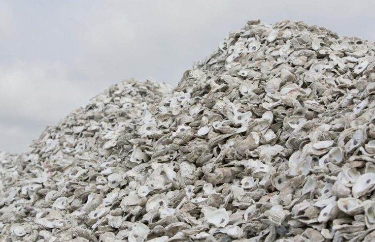 Oyster shells are put in a pile by the city of Charleston and The Citadel Foundation on a pier at Veterans Terminal in North Charleston. The shells will be used to build oyster reefs as mitigation for separate construction projects. (Courtesy: Gavin McIntyre, The Post and Courier)