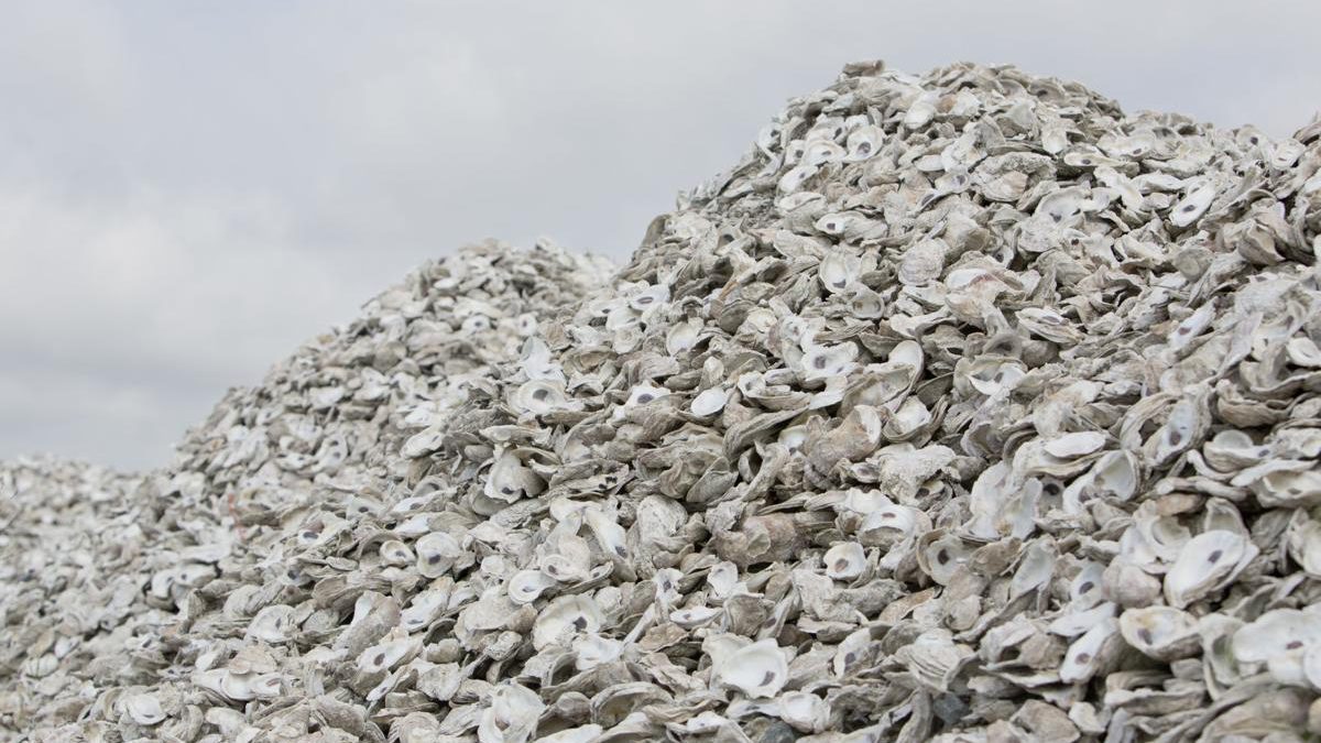 Charleston, Citadel Foundation use 14,000 bushels of oysters in new