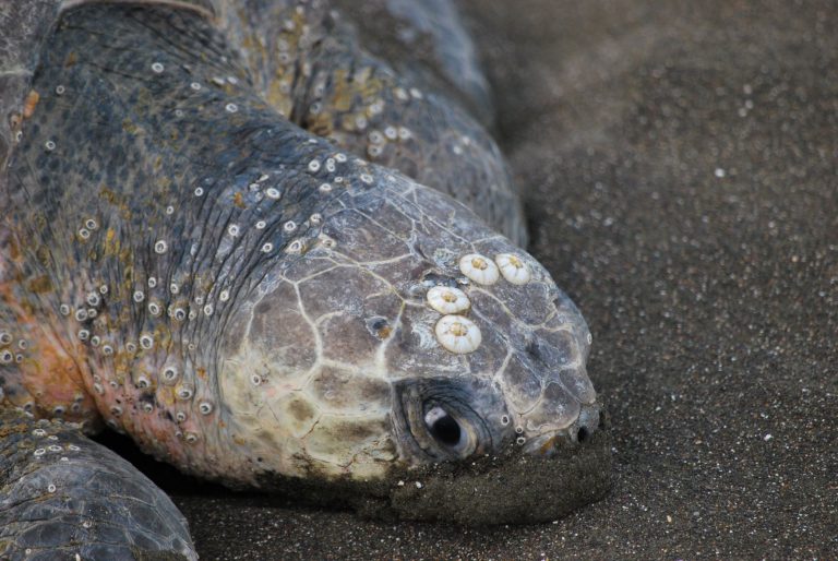 Sea turtle's head with barnacles on it