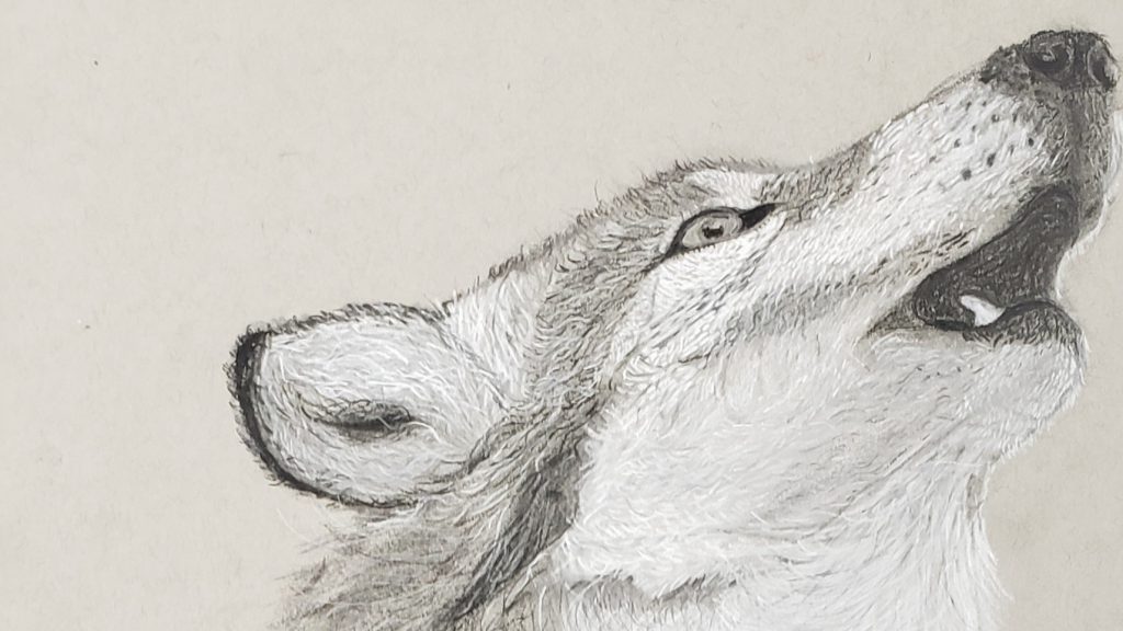 Wolf drawing by Citadel cadet