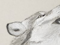 Wolf drawing by Citadel cadet